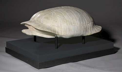 THOMPSONI海龟化石(TESTUDO THOMPSONI)