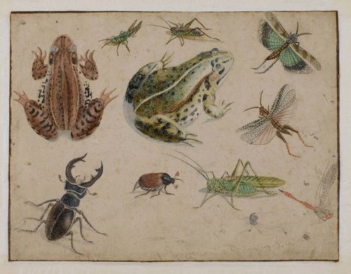 GERMAN SCHOOL, CIRCA 1600 Study sheet with frogs, insects and beetles. India ink and watercolour. Outer line in brown pen. 20 x 26.7 cm.