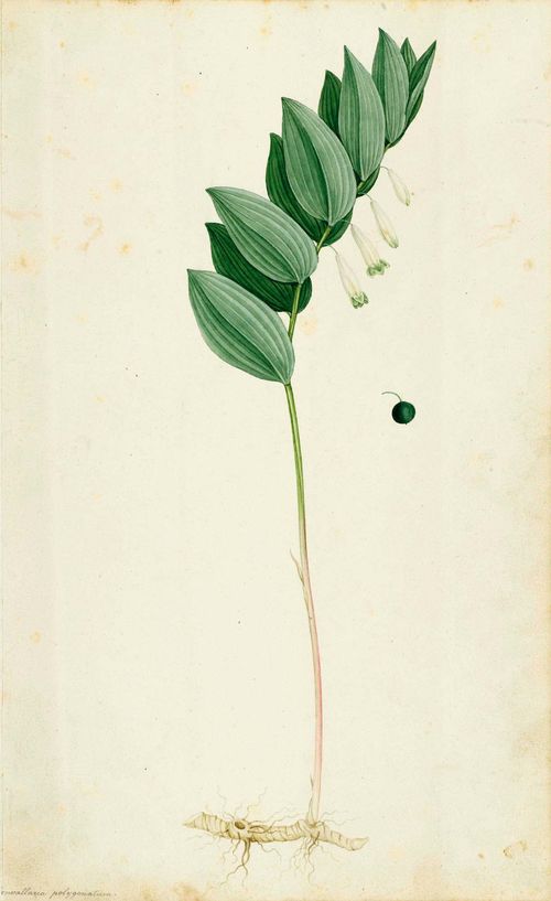 Circle of REDOUTE, PIERRE - JOSEPH (Saint-Hubert 1759 - 1840 Paris). Botanical work with 24 flower studies. Circa 1800. Pen and watercolour on laid paper with watermark. M.HEUSLER Each ca. 36.5 x 22.5 cm.