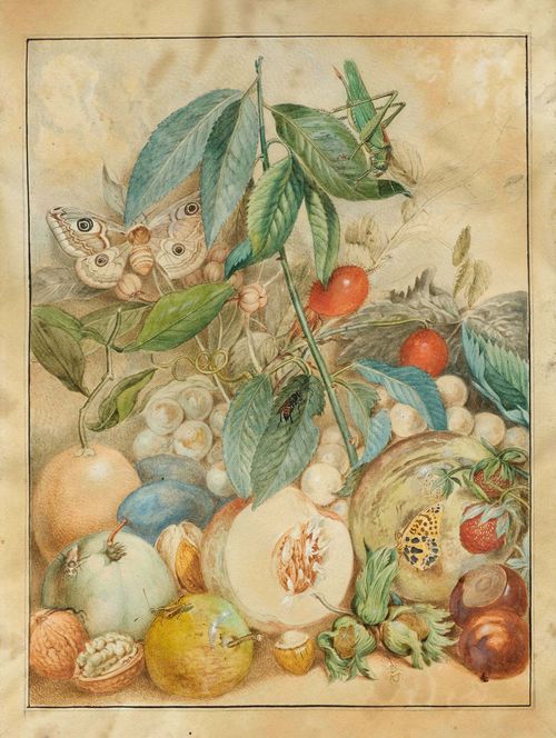 ANONYMOUS, END OF THE  18TH CENTURY Still life with fruits, nuts, insects and butterflies. Watercolour on vellum. With black pen outer line and black gouached margins. 35 x 25 cm. Framed.