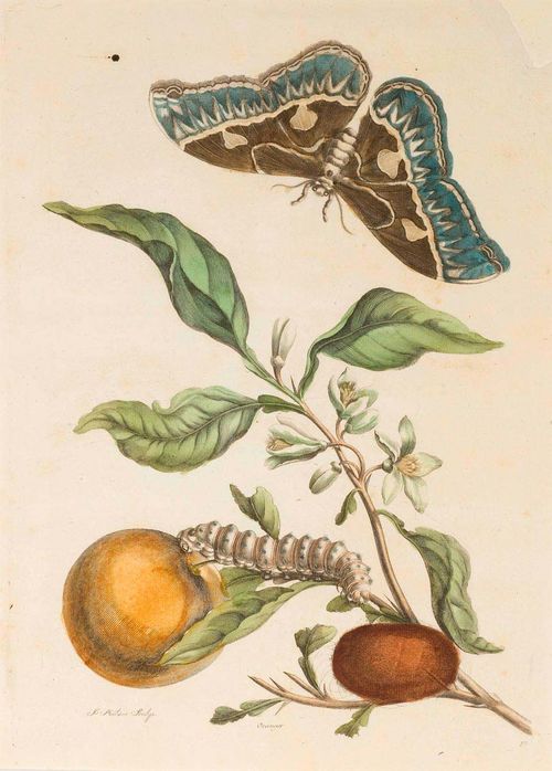 BOTANY.-Maria Sibylla Merian (1647-1717). Lot of 2 sheets: 1. Baccores (Banana with lizard, butterfly and its stages: caterpillar and pupa). Sheet 23 of the suite: Dissertatio de generatione et metamorphosibus insectorum surinamensium. Etching in orig. colour. Etched by P. Sluyter, Amsterdam 1719.32.7 x.25.3 cm. Nissen, ZBI 1341. - 2. Oranger (Orange with peacock butterfly, its caterpillar and pupa). Sheet 52. of the suite: Dissertatio de generatione et metamorphosibus insectorum surinamensium. Etching in orig. colour, etched by J. Mulder, Amsterdam, 1719. 39.2 x 27.6 cm. Nissen ZBI 1341. Both good prints from the Dutch edition.