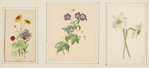 Attributed to HEKKING, WILLEM I (1796 Amsterdam 1862). Lot comprising  three flower studies. Watercolours from 17 x 9.5 cm – 18.5 x 15 cm. One sheet with old numbering in brown pen centre bottom: N 106. One sheet inscribed in pencil lower left: W. Hekkig. All three sheets mounted together on a backing board. Old attribution in pencil lower right on the board: W.Hekking, Amsterdam 1796-1856.
