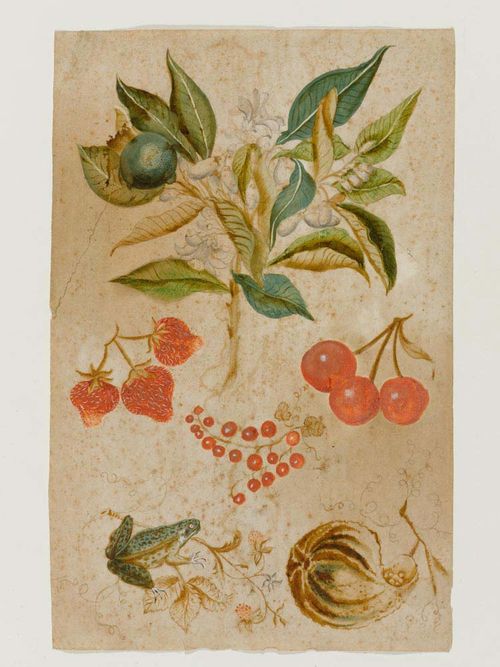 GERMAN, 17TH CENTURY Study with garden fruits and frog. Brown pen, Gouache, black pencil, heightened in white. 30.4 x 19.6 cm.