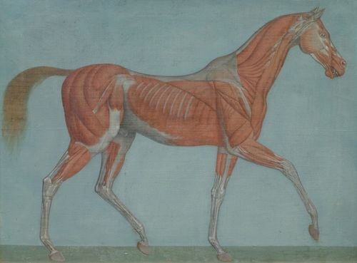 ITALIAN SCHOOL, CIRCA 1800 Pair of works: anatomical studies of a horse. Tempera on canvas. Each 72.5 x 97 cm.