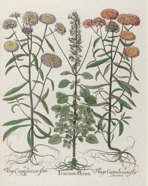 BOTANY.-Besler, Basilius (1561-1629), circa/after 1613. Lot of 3 sheets: 1.I. Marrubium vulgare. II. Marrubium Creticum angy III. Mentha Sarracenica. Coloured copper engraving on wove paper. 50 x 39.3 cm. 2. I. Symphiitum maius flore purpureo II.Symphiitum maius flore rubro III. Symphytum flore pallido. Coloured copper engraving on wove paper, ca. 52 x 40 cm. 3. I. Teucrium Uerum. Coloured copper engraving, ca. 48 x 39 cm. All sheets from: "Hortus Eystettensis", Eichstätt u.a. circa/after 1613. Each in decorative gold frame. - All sheets in strong original colour and very well preserved.