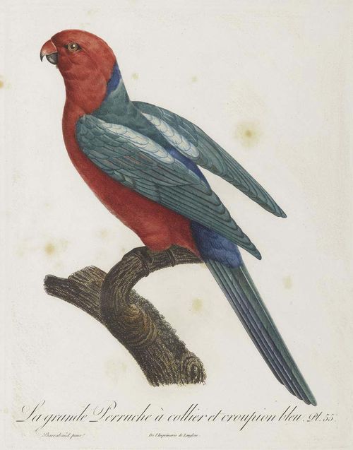 ORNITHOLOGY.- 2 prints of parrots, engraved by J. Barraband. Includes: 1. Le Lori Perruche violet et rouge. Pl 53. 2. La grande Perruche à collier et croupion bleu. Pl.55. From: Le Veillant, F., Histoire naturelle des Perroquets, Paris, Levrault, Schoell et Cie, 1804/05. Etchings printed in colour with additional hand colouring. Each 34 x 26.5 cm (image). Both framed.- Beautiful, extremely fine and true-to-life depiction from the most important work about parrots. Isolated foxing. Rare.