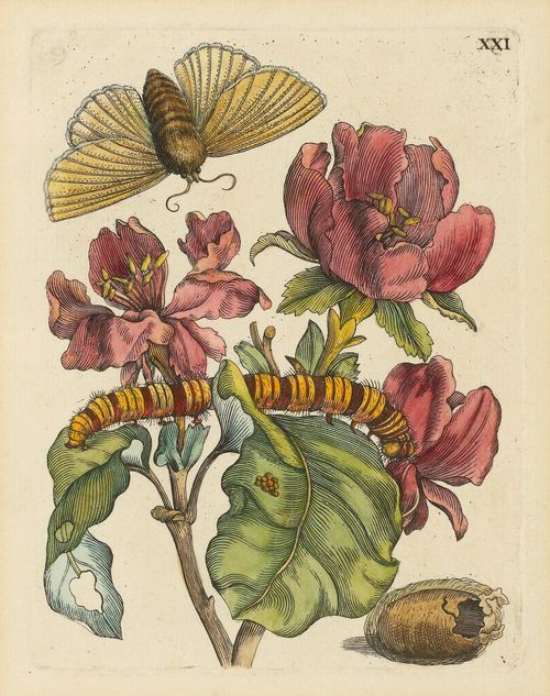 MERIAN, MARIA SIBYLLA (Frankfurt /M. 1647 - 1717 Amsterdam).Set of 3 botanical and insect sheets. From: Der Raupen Wunderbare Verwandlung und Sonderbare Blumen-nahrung. Coloured etchings, each ca. 15.3 x 12.1 cm. Each with engraved Roman numeral. All framed. - Nissen, BBI 1342. - fine decorative sheets, with fine colours.