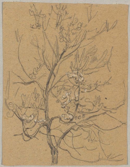 GILLE, CHRISTIAN FRIEDRICH (1805 Ballenstedt - 1899 Wahnsdorf bei Dresden) Trees and branches in blossom. Graphite and white chalk. 19 x 14.4 cm.