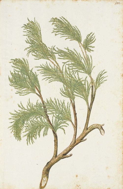 ANONYMOUS, 17/18TH CENTURY 2 sheets with branches of the Oriental thuya. 1. Thuja occidentalis with cones. 2. Thuja occidentalis without cones Brown and grey pen and watercolour. Each with old numbering upper right in brown pen: 192 and 198. Each 42.4 x 28.5 cm.