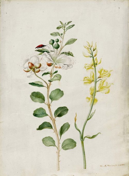 MERIAN, SYBILLA MARIA (Frankfurt a.M. 1647 - 1717 Amsterdam) Botanical study with capers, gorse and beetles, 1693. Gouache on vellum. Signed and dated in brown pen on lower right margin: M.S.Merian fc.1693. 35.4 x 25.7 cm.