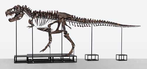 partial rex, composed TE-036, three Tyrannosaurus of skeleto