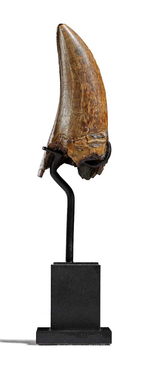 TYRANNOSAURUS REX TOOTH