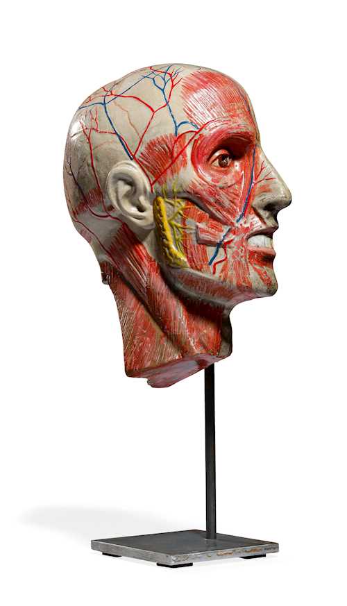 MEDICAL ANATOMICAL HALF-HEAD MODEL