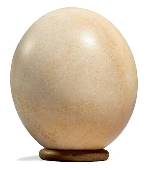 SUBFOSSIL OSTRICH EGG