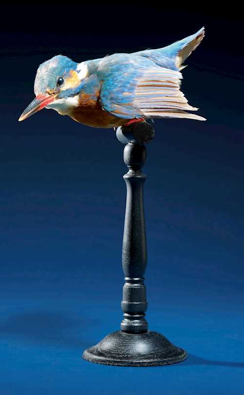 THE KINGFISHER: NATURE’S GEM