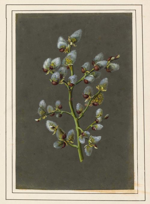 GERMAN, CIRCA 1800 Pussy Willow. Gouache. On paper with grey primer. 22.8 x 15 cm.