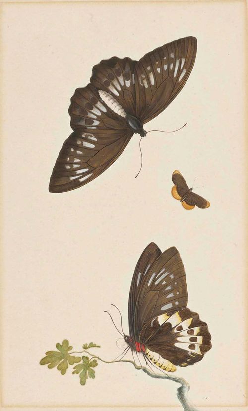 Attributed to HENSTENBURGH, HERMAN (1667 Hoorn 1726) Three butterflies. Watercolour and gouache heightened in white. Old mount. 42.5 x 26.5 cm.