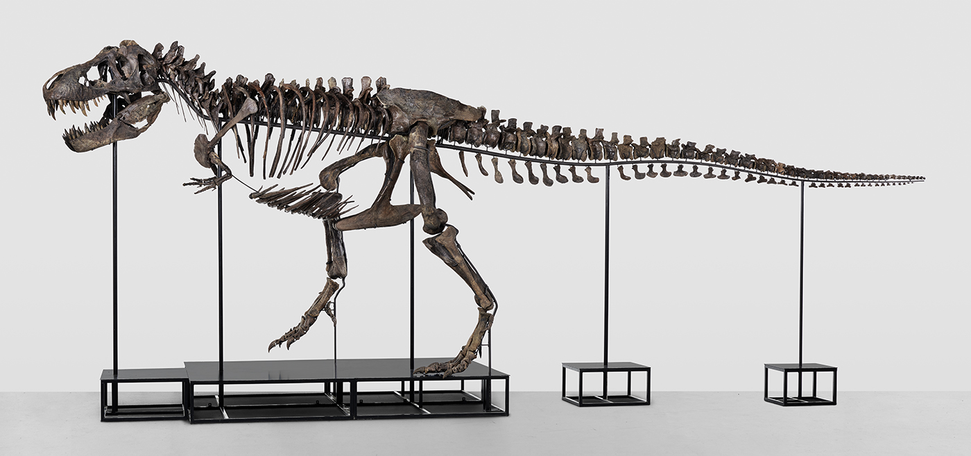 Vo Švajčiarsku dražia kostru tyranosaura, môže sa predať za milóny eur